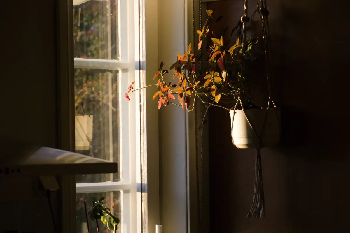 Slik velger du planter til det mørkeste rommet i huset