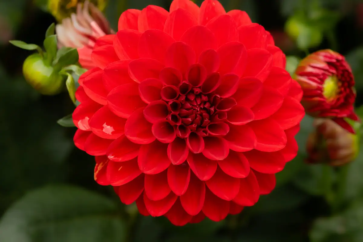 Dahlia og gladiolus råtner på lager fordi de lagres feil