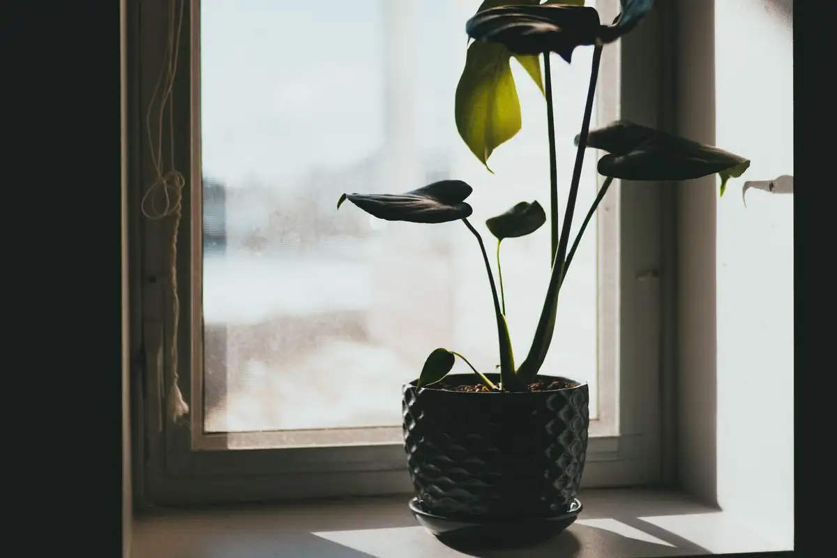 Selv mørke norske rom kan få grønne planter i vinter
