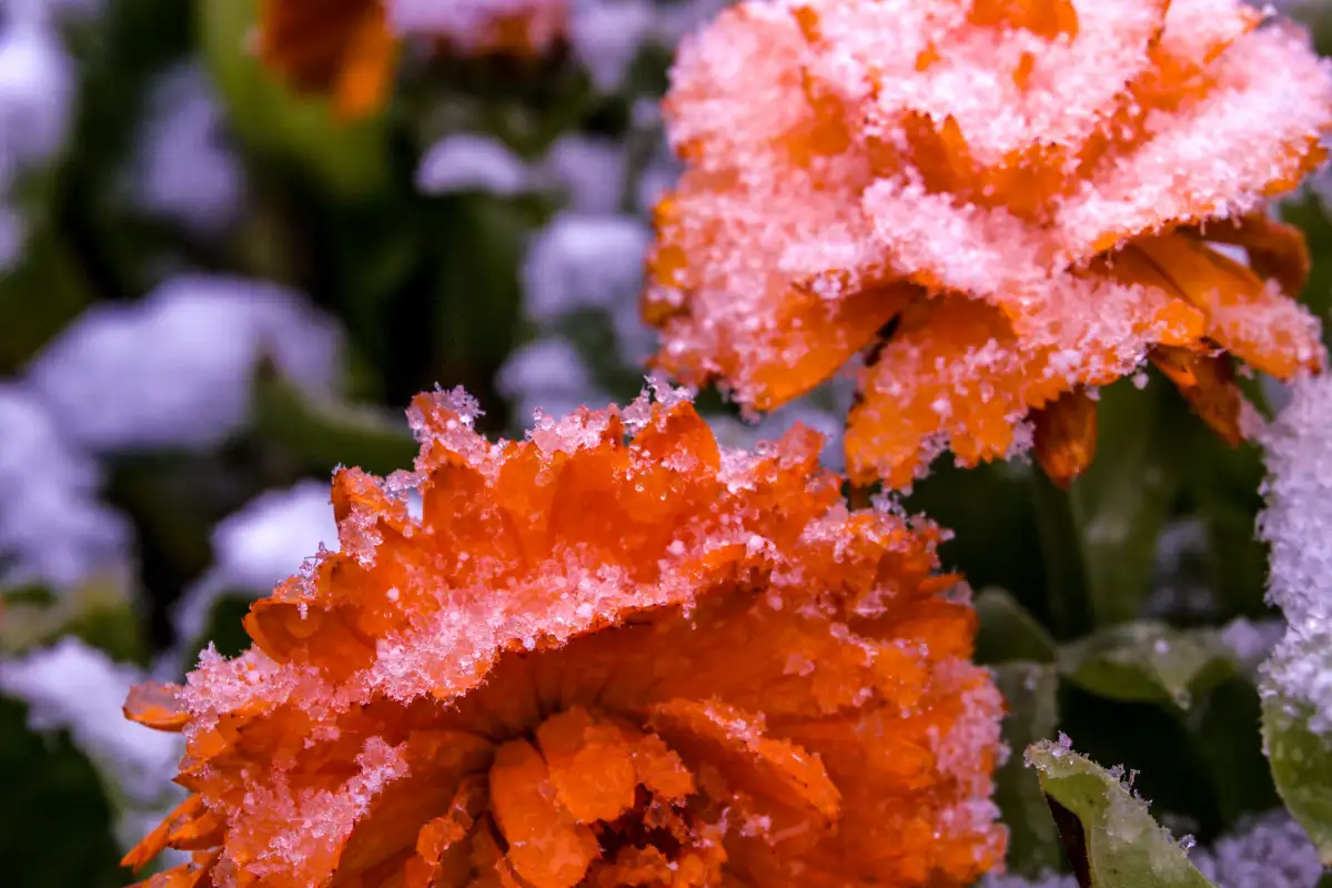 Fem sommerblomster som blomstrer helt fram til frosten