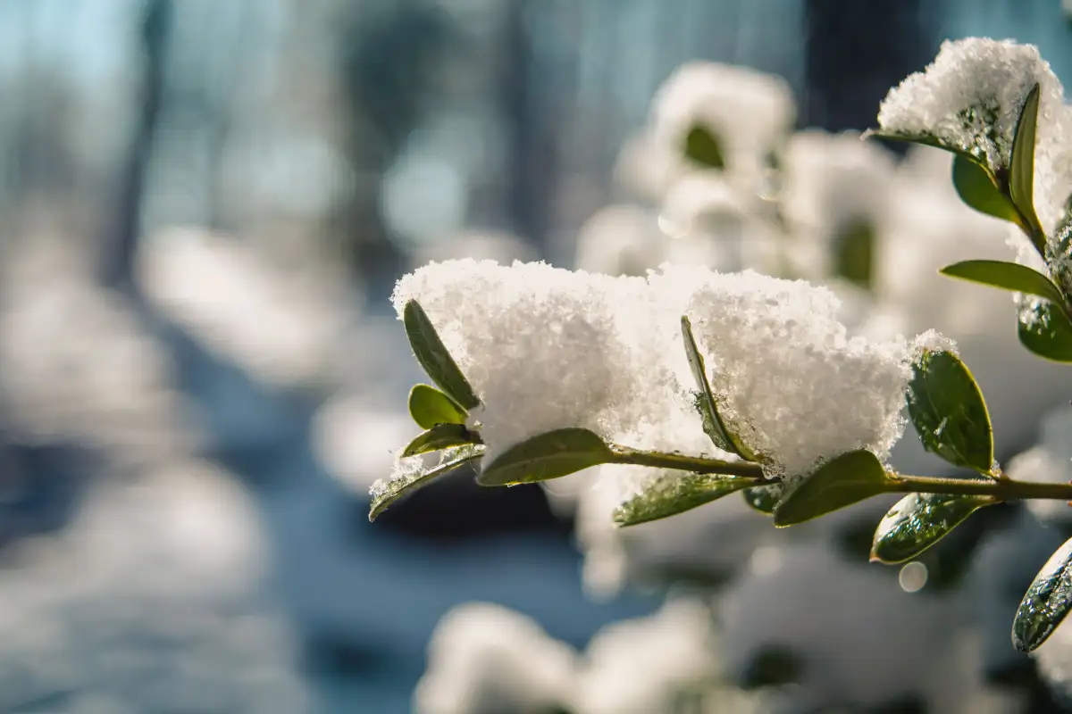 Herdighetssonen sier ingenting om hjørnet ditt får snø