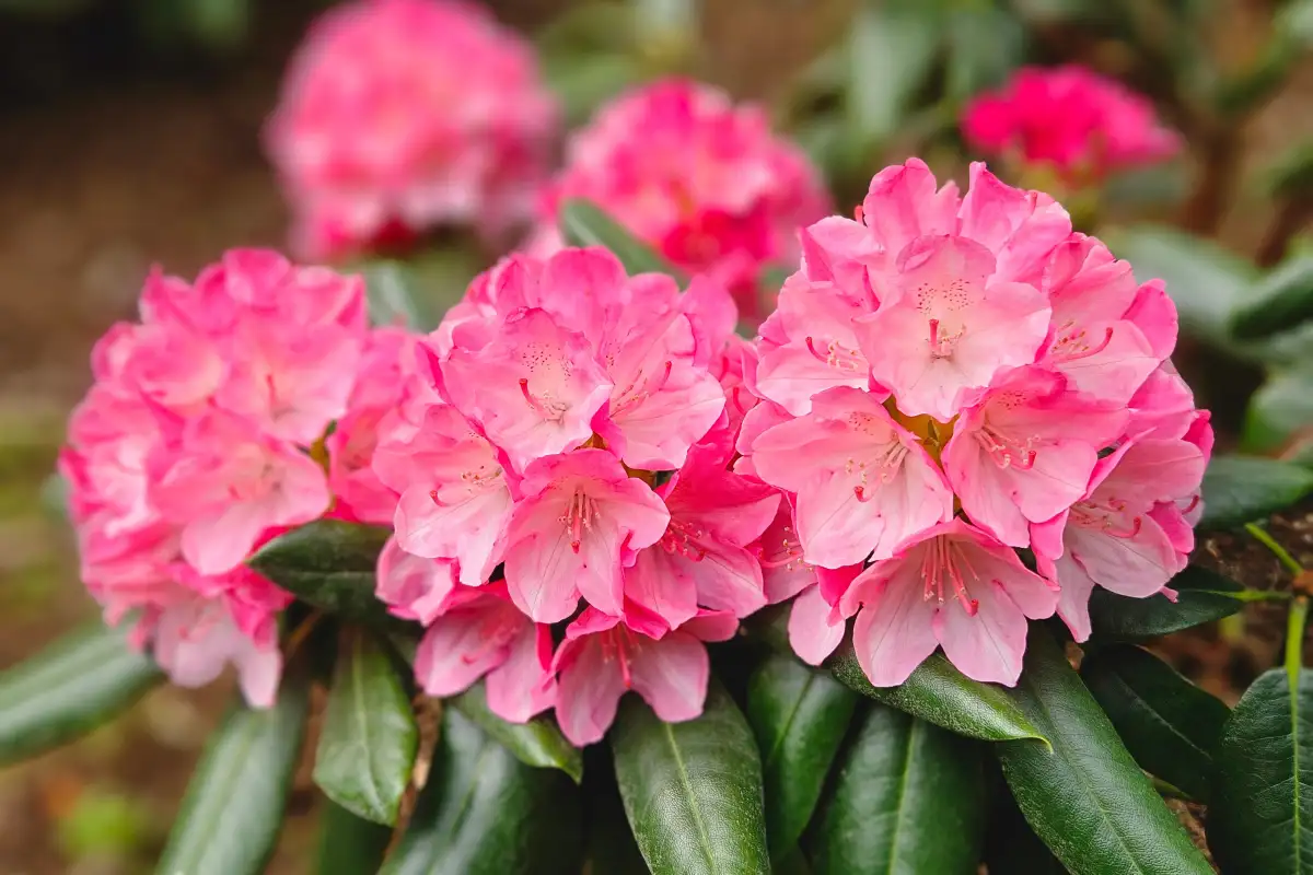 Hva har laget hakkene i bladene på rhododendronen din?