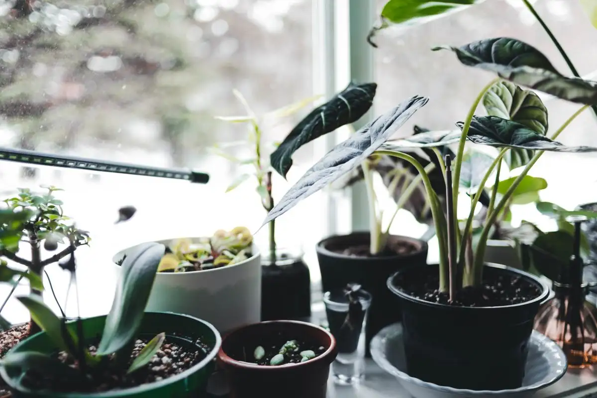 Nord, øst, sør eller vest – hvor skal planten stå i vinter?