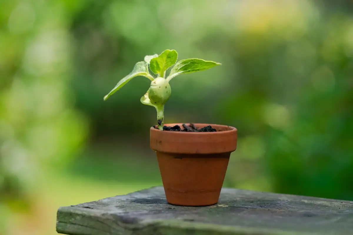 Planten din mister en sone når den står ute i potte