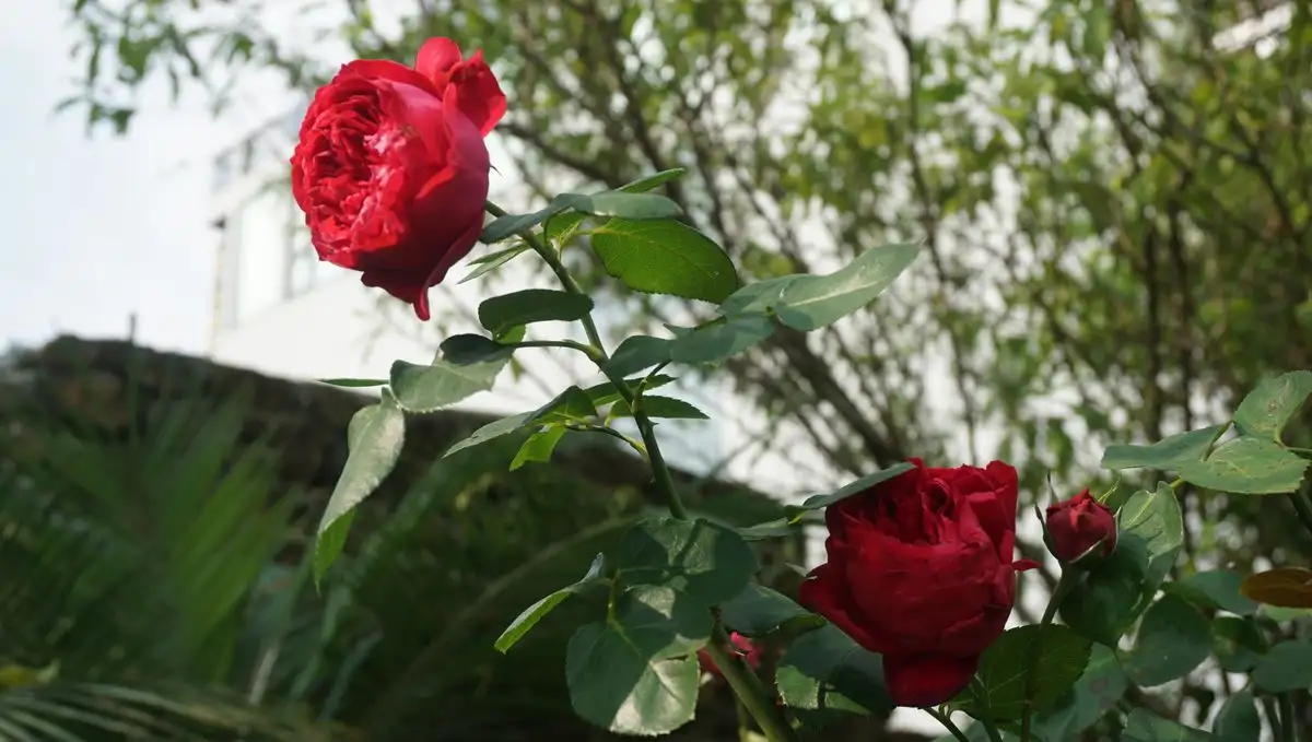 Slik graver du plantehullet så rosen ikke råtner første året