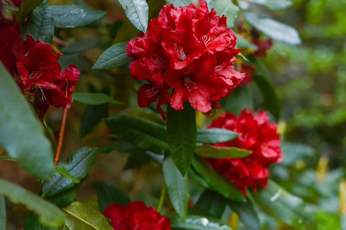 Beskjær rhododendronen i dette korte vinduet etter blomstring