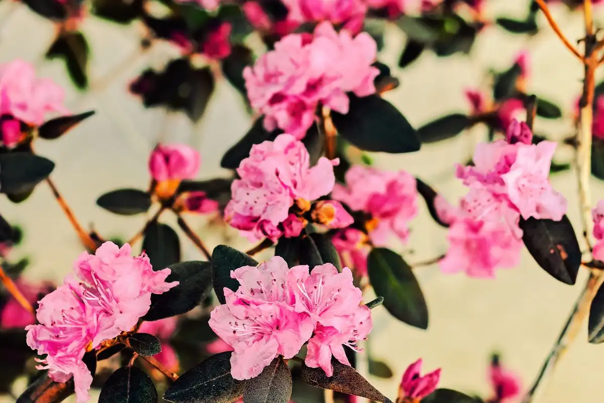 Rhododendron trives i krukke når jorda og potten er riktig