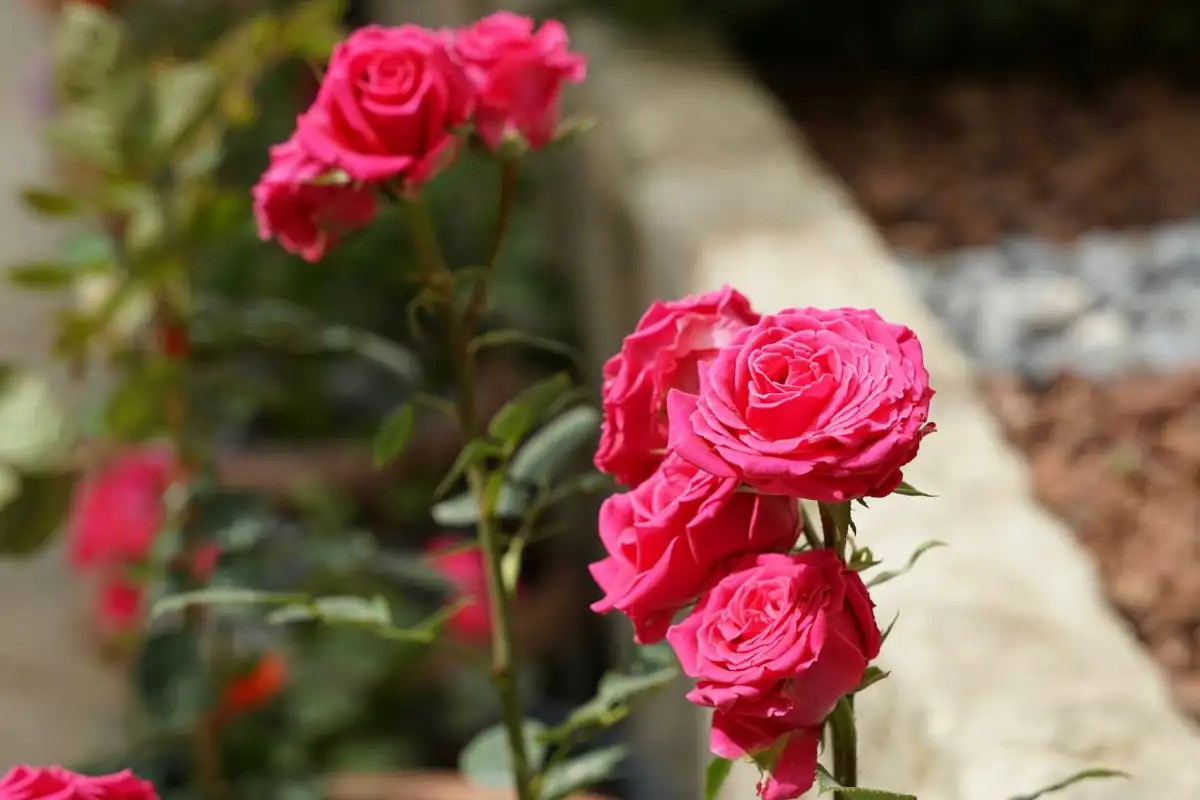 Erfarne rosedyrkere kuper rosene, de pakker dem ikke inn