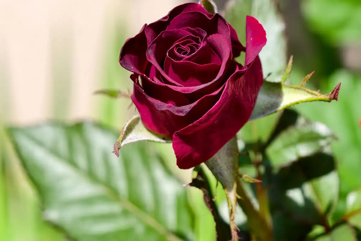 Rosen ser svart ut, men kan fortsatt komme seg i vår