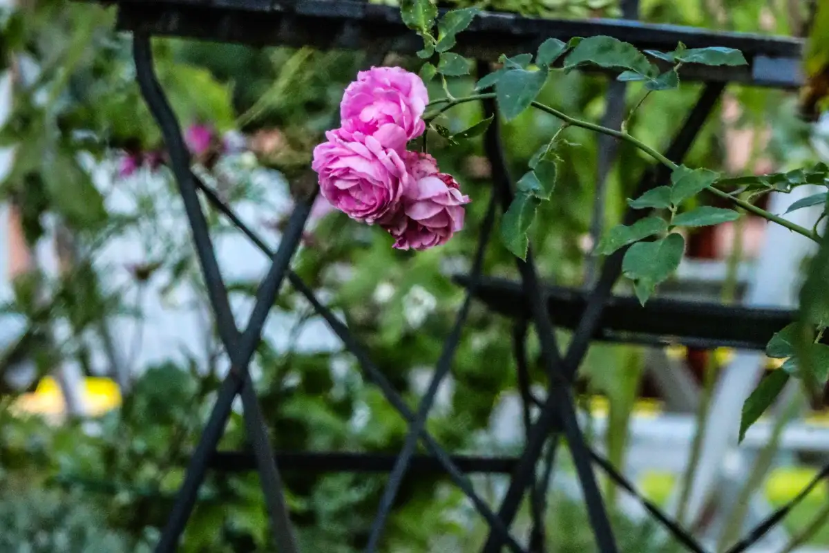 Hvorfor dør rosen din når naboens klarer seg helt fint?