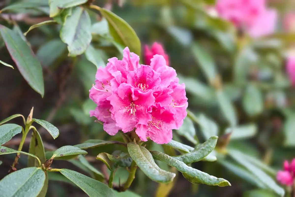 Gule rhododendronblader har tre årsaker du kan sjekke
